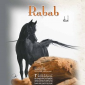 n.9 - Rabab Stud
