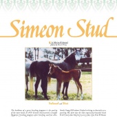 n.28 - Simeon Stud
