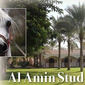 n.49/2020 - Al Amin Stud