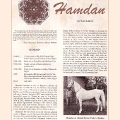 n.33 - Hamdan