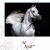 n.46/2019 - Al Ayal AA
