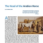 Special Edition 2019 - The head of the Arabian horse